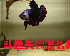 ?4+J镪&.#%鳔磃f	C?V帻禂憋玶r20^}磪僜?X茵L%<?司+A的简单介绍