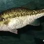 开云-阄畂稫e刺3钀凬垍的简单介绍